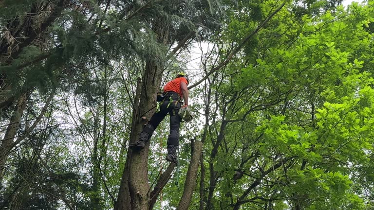 How Our Tree Care Process Works  in Granger, WA